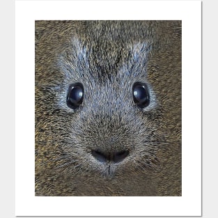 Guinea Pig Face Posters and Art